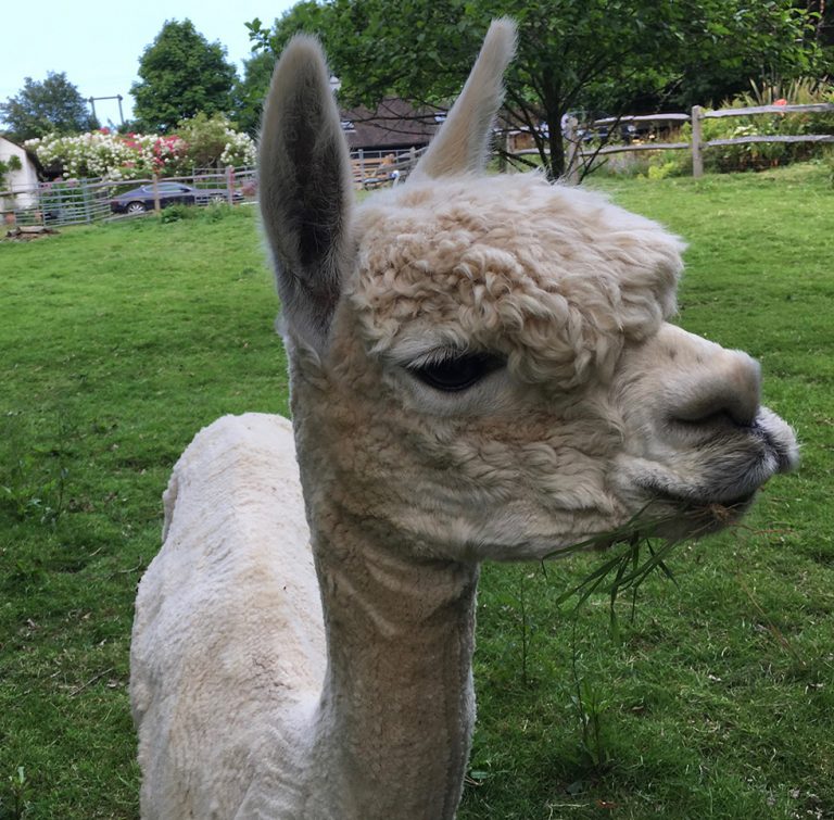 Pinnacle Alpacas - Alpaca Female - Alpaca Stud Bunny Hop