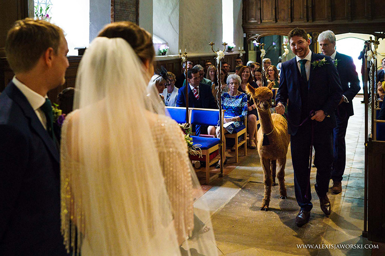Pinnacle Alpaca Weddings: Ring bearers