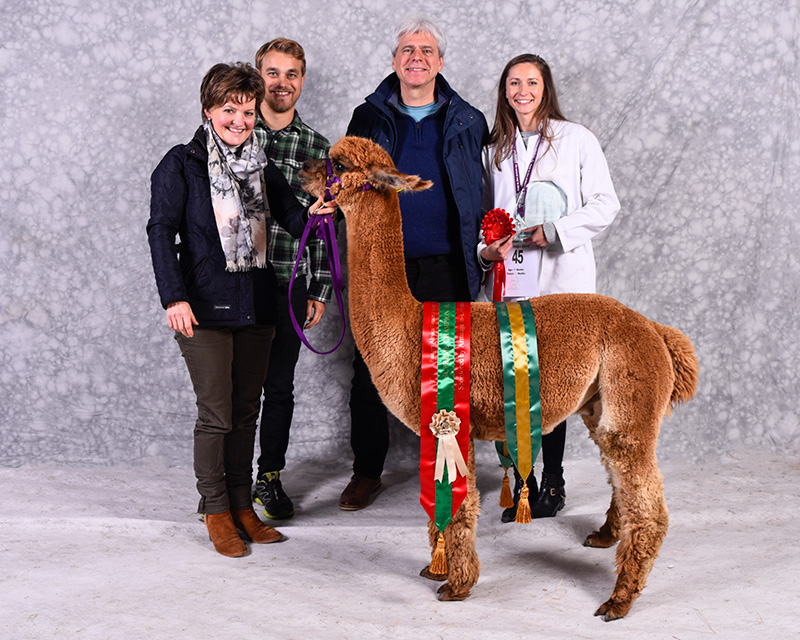 Pinnacle Maverick Supreme Champion Alpaca