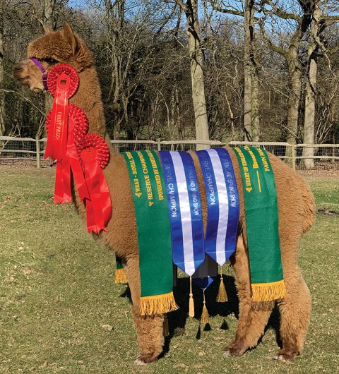Alpaca Stud Males: Pinnacle Endurance