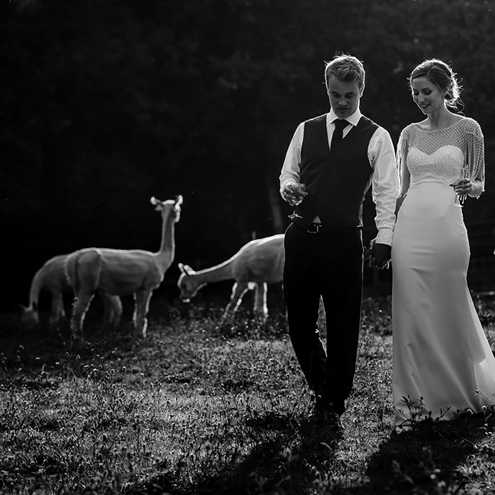 Alpaca Weddings